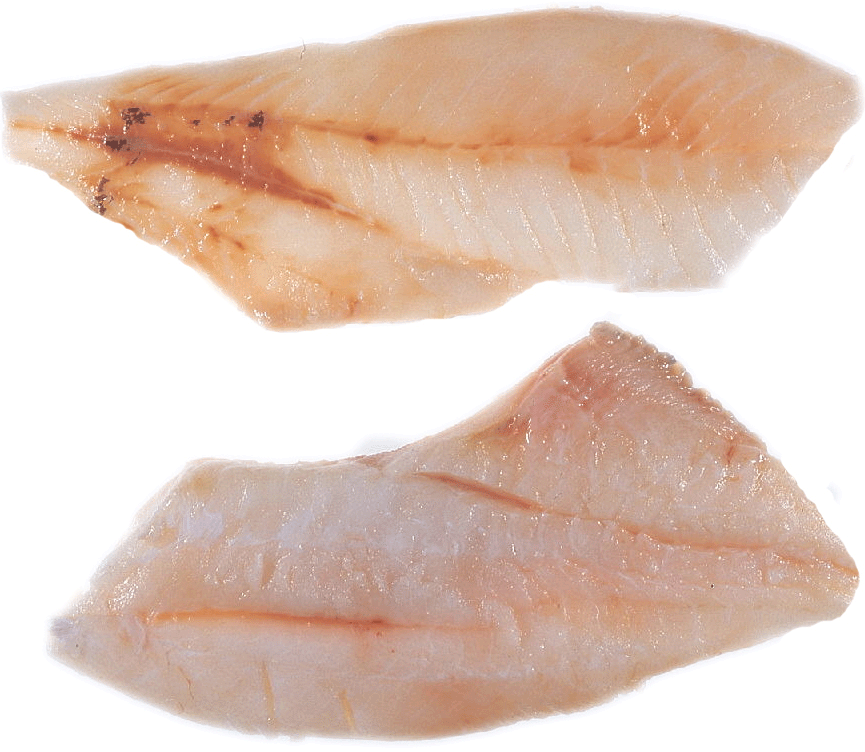 Orange Roughy